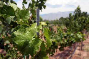 New Mexico Wine Trail